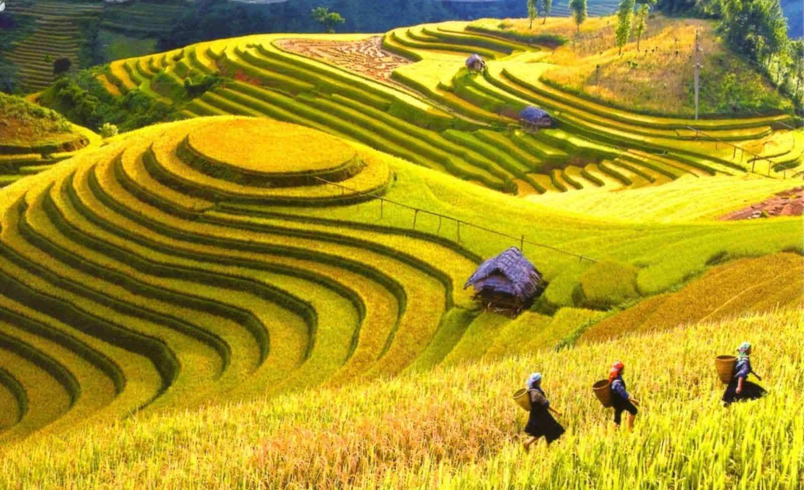 Scenic view of Sapa with terraced rice fields and a Hmong village